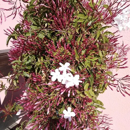 Casa Da Lis Salir de Porto